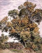 Thomas frederick collier Study of an Oak Tree oil on canvas